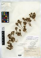 Isotype of Orcuttia californica var. viscida Hoover, R.F. 1941 [family POACEAE]