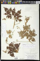 Isosyntype of Serjania columbiana Radlk. [family SAPINDACEAE]