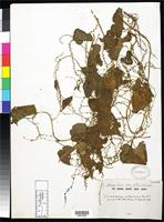 Isotype of Dioscorea asteriscus Baker, J.G. 1939 [family DIOSCOREACEAE]