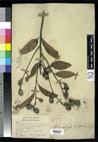 Isosyntype of Melanochyla bracteata King, G. 1896 [family ANACARDIACEAE]