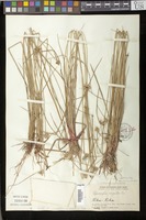 Filed as Lipocarpha chinensis (Osbeck) J. Kern [family CYPERACEAE]