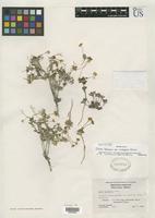 Isotype of Draba lemmonii var. incrassata Rollins, R.C. 1953 [family BRASSICACEAE]