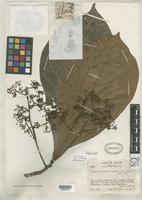 Isotype of Ocotea rivularis Standley, P.C. & Williams, L.O. 1951 [family LAURACEAE]