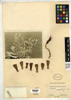 Isotype of Echeveria runyonii Rose, J.N. 1935 [family CRASSULACEAE]