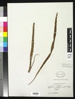 Type of Asplenium ensiforme Hooker, W. J., Greville, R. K. 1829 [family ASPLENIACEAE]