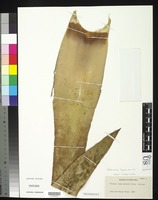 Isotype of Vriesea lyman-smithii Utley, J. F. 1983 [family BROMELIACEAE]