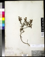 Anneslia eriophylla (Benth.) Britton [family FABACEAE]