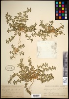 Achyronychia cooperi A. Gray [family CARYOPHYLLACEAE]