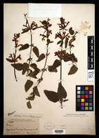 Stachys coccinea Ortega [family LAMIACEAE]