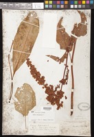 Rumex patientia L. [family POLYGONACEAE]
