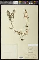 Pleopeltis polypodioides (L.) E.G. Andrews & Windham [family POLYPODIACEAE]