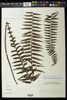 Asplenium protensum Schrad. [family ASPLENIACEAE]