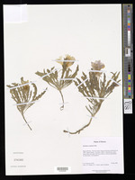 Oenothera cespitosa Nutt. [family ONAGRACEAE]