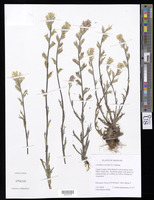 Castilleja coccinea (L.) Spreng. [family SCROPHULARIACEAE (OROBANCHACEAE)]