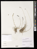 Hordeum muticum J. Presl [family POACEAE]