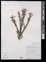 Diplostephium barclayanum Cuatrec. [family ASTERACEAE]