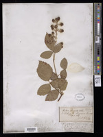 Rubus radula Weihe [family ROSACEAE]