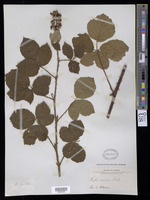 Rubus vestitus Weihe [family ROSACEAE]