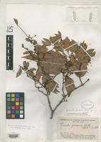 Isotype of Cynometra stenopetala Dwyer, J.D. 1959 [family FABACEAE]