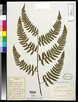 Filed as Alsophila denticulata Baker, J.G. 1885 [family CYATHEACEAE]