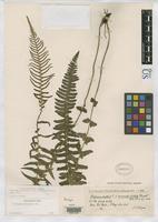 Filed as Blechnum australe f. mucronato-dentata Rosenstock, E. 1906 [family BLECHNACEAE]