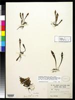 Isolectotype of Gymnogramma grammitoides Baker, J.G. 1889 [family ADIANTACEAE]
