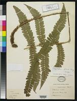 Filed as Polystichum grande Ching, R.C. 1931 [family DRYOPTERIDACEAE]