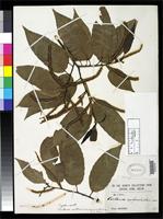 Isosyntype of Castanea sativa var. acuminatissima Seemen, K.O. von 1900 [family FAGACEAE]