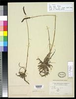 Holotype of Aa rosei Ames, O. 1922 [family ORCHIDACEAE]