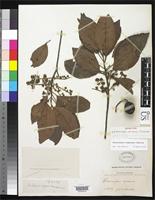 Isosyntype of Elaeocarpus amoenus Thwaites, G.H.K. 1864 [family ELAEOCARPACEAE]