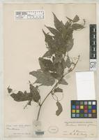 Isotype of Paullinia boliviana f. glabrescens Radlkofer, L.A.T. 1895 [family SAPINDACEAE]