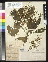 Syntype of Thouinia acuminata var. pubicalyx Radlkofer, L.A.T. 1893 [family SAPINDACEAE]