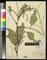 Isosyntype of Aphania philippinensis Radlkofer, L.A.T. 1904 [family SAPINDACEAE]