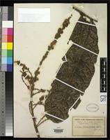 Filed as Talisia bullata Radlkofer, L.A.T. 1900 [family SAPINDACEAE]