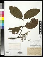 Isotype of Alectryon mahoe St. John, H. & Frederick, L. 1949 [family SAPINDACEAE]