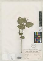 Isosyntype of Acalypha communis var. intermedia Mueller Argoviensis, J. 1874 [family EUPHORBIACEAE]