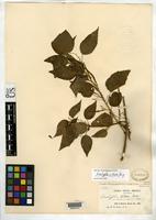 Isosyntype of Acalypha villosa var. latiuscula Pax, F.A. & Hoffmann, K.A.O. 1924 [family EUPHORBIACEAE]