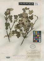 Holotype of Rubus calycinoides var. macrophyllus Li, H.L. 1963 [family ROSACEAE]