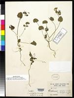Isotype of Cardamine violifolia Schulz, O.E. 1903 [family BRASSICACEAE]