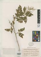 Filed as Chenopodium crusoeanum Skottsberg, C.J.F. 1922 [family CHENOPODIACEAE]
