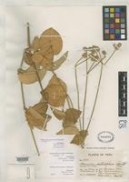 Isotype of Alternanthera flavida Suessenguth, K. 1934 [family AMARANTHACEAE]