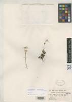 Isotype of Gomphrena centrota Holzhammer, E. 1956 [family AMARANTHACEAE]