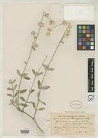 Isotype of Gomphrena perennis var. saxatilis Fries, R.E. 1920 [family AMARANTHACEAE]