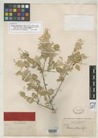 Filed as Iresine alternifolia Watson, S. 1889 [family AMARANTHACEAE]