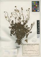 Isotype of Ranunculus clivicola Briggs, B.G. 1960 [family RANUNCULACEAE]