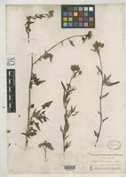 Syntype of Celosia palmeri Watson, S. 1883 [family AMARANTHACEAE]