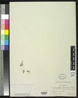 Filed as Amaranthus brandegei Standley, P.C. 1917 [family AMARANTHACEAE]