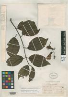 Holotype of Banisteriopsis inebrians Morton, C.V. 1931 [family MALPIGHIACEAE]