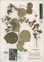 Isotype of Banisteriopsis valvata Anderson, W.R. & Gates, B. 1975 [family MALPIGHIACEAE]