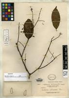 Isotype of Ardisia ochracea Elmer, A.D.E. 1913 [family MYRSINACEAE]